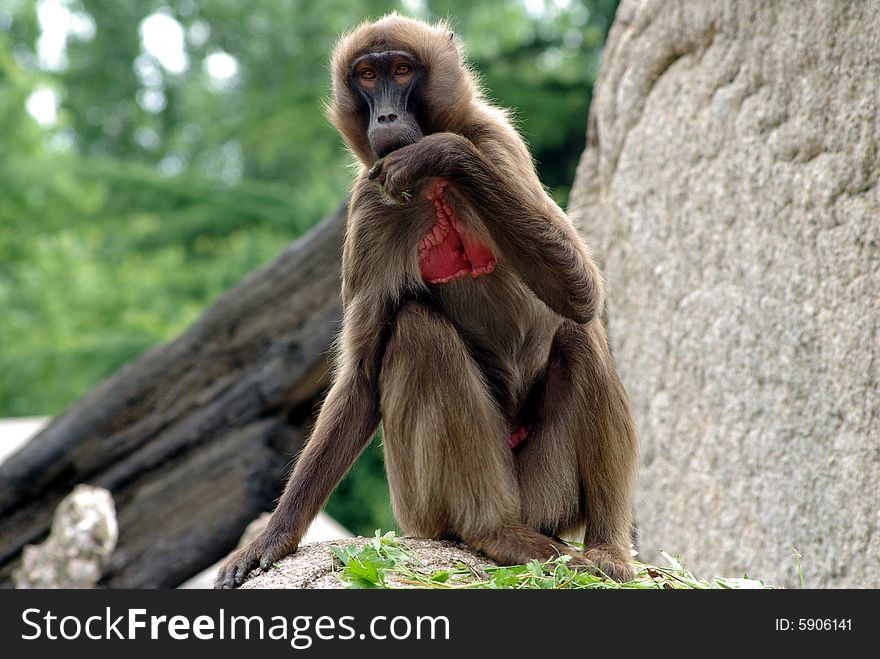 Monkey with red chest sitting on a rock. Monkey with red chest sitting on a rock
