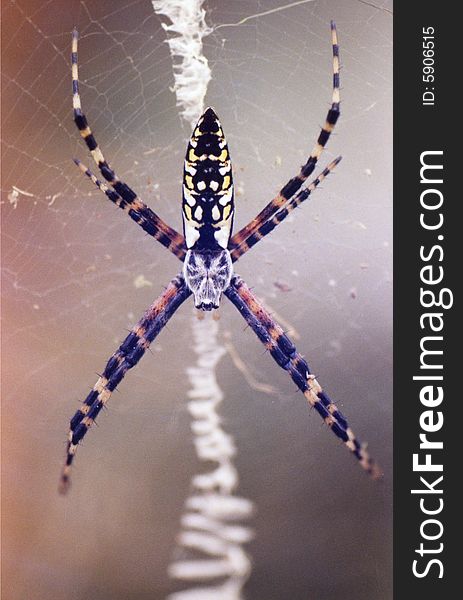 Closeup photo of a spider waiting on its web for its prey.