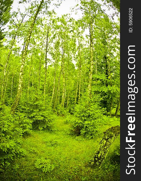 Green birch forest rising tall