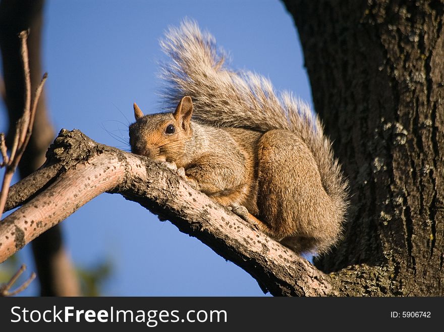 A squirrel sitting on the branch of a tree