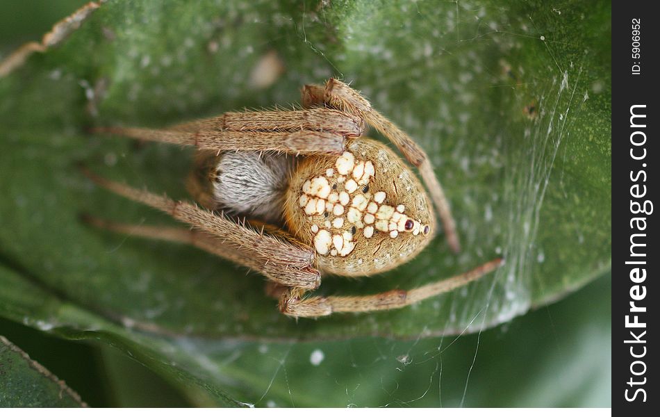 Closeup photo of a spider on a citris leaf.