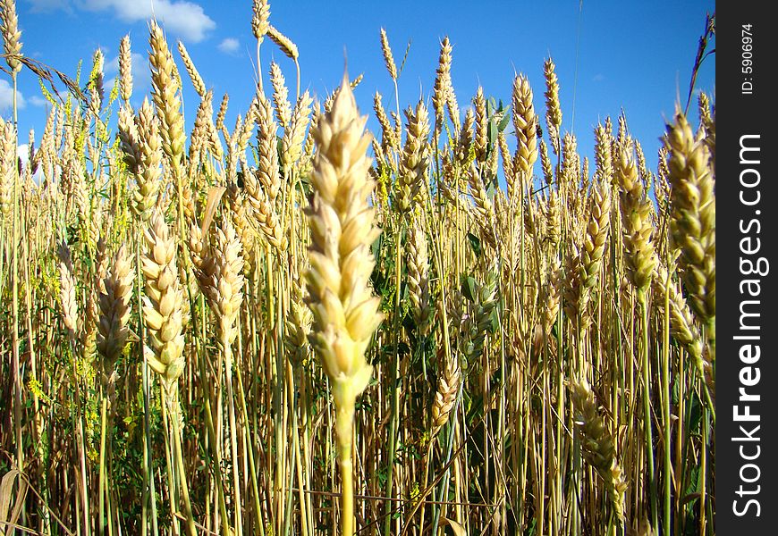 Wheat the sky a field. Wheat the sky a field