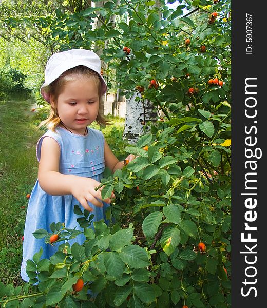 The little girl near a bush of a dogrose