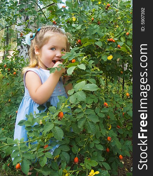 The little girl near a bush of a dogrose. The little girl near a bush of a dogrose