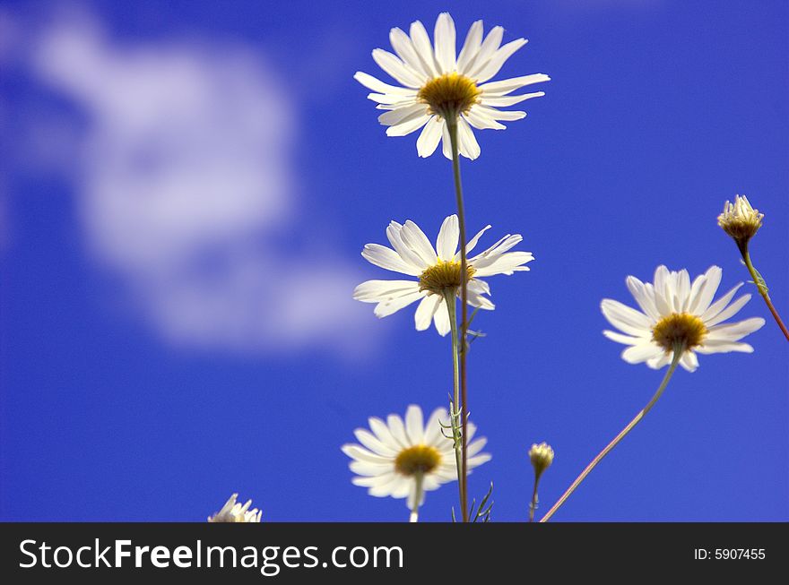 Four white and yellow camomiles over blue sky. Four white and yellow camomiles over blue sky