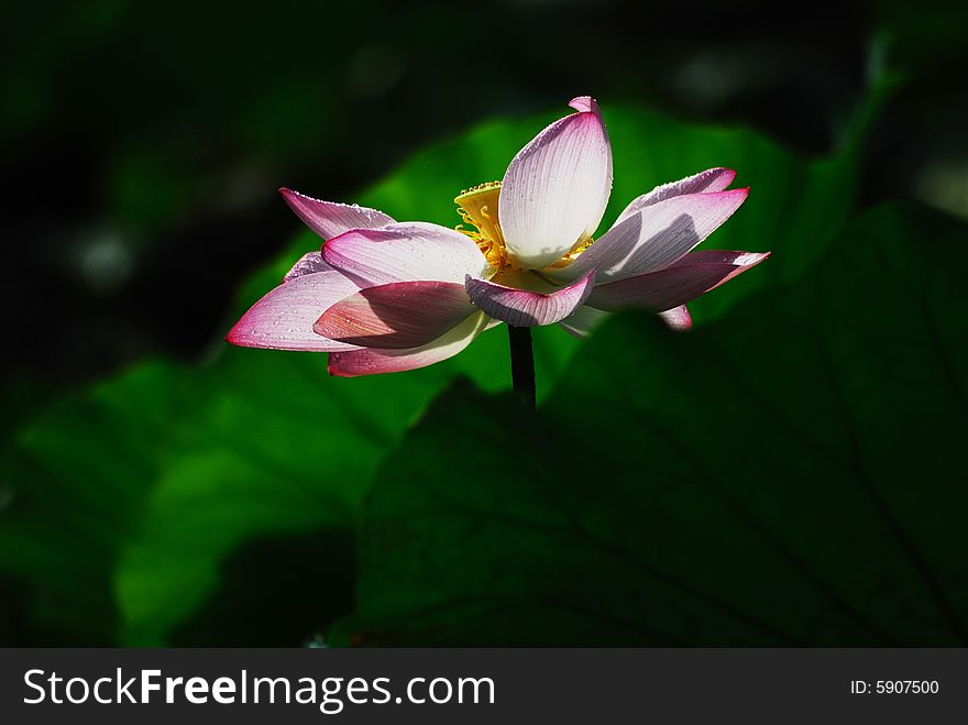 This picture of the water lily in pink was taken in the morning.