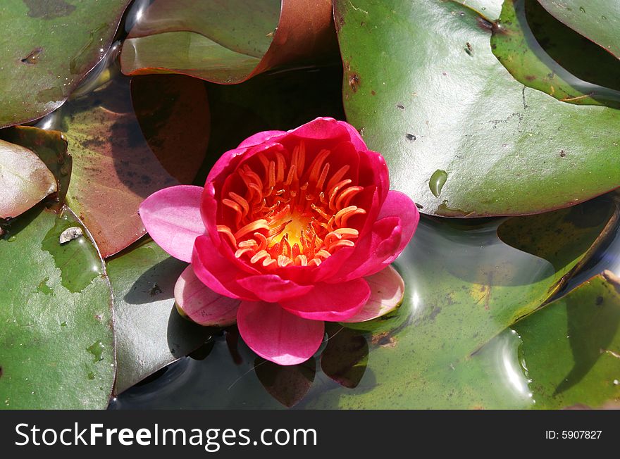 Red water lily