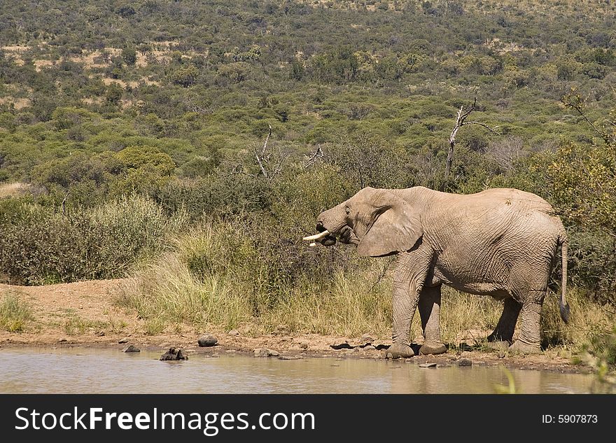 Single fairly large African elephant drinking water from a dam. Single fairly large African elephant drinking water from a dam