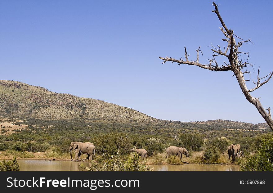 Several large African elephants drinking water at a small dam. Several large African elephants drinking water at a small dam