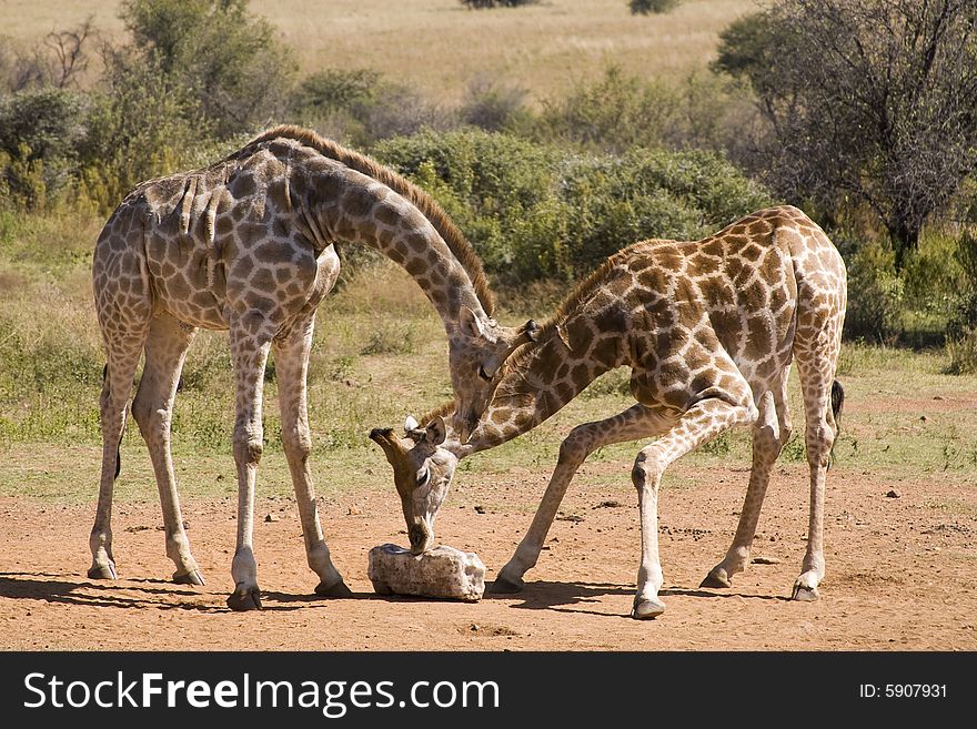 Two beautiful giraffe bending down to lick some salt on the ground. Two beautiful giraffe bending down to lick some salt on the ground