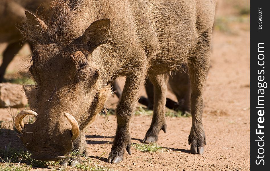 Couple of African Warthogs looking for something juice to eat during winter