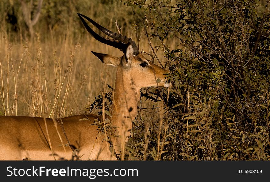 African Impala eating from a nearby bush where there are green leaves