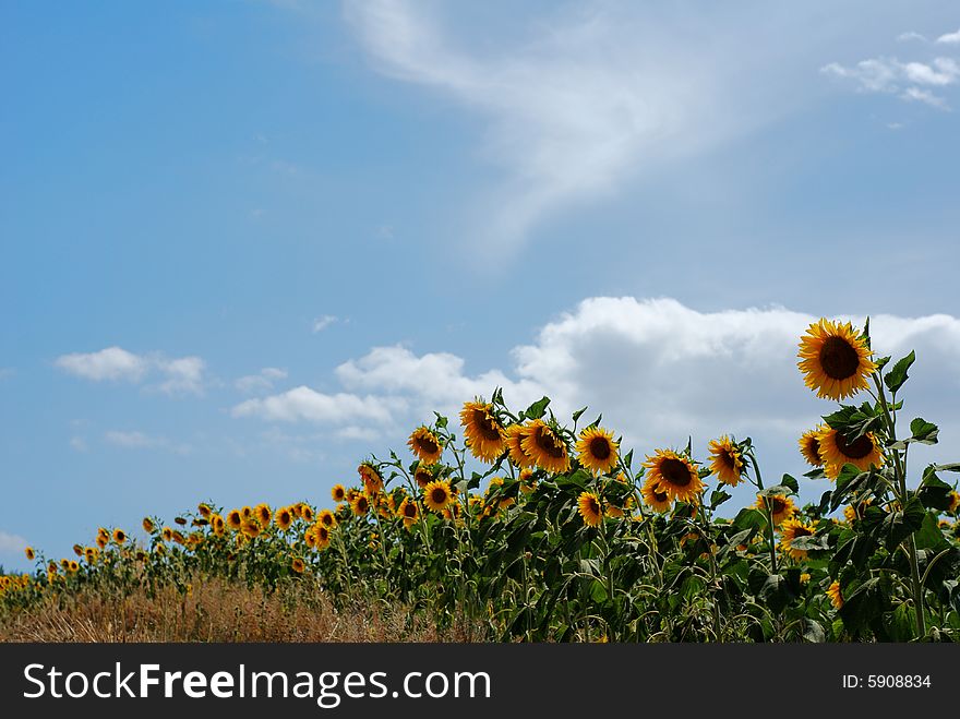 Line of sunflowers at the edge of a field. Line of sunflowers at the edge of a field