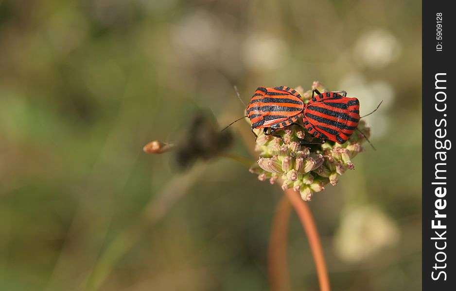 Two bugs during mateing on the flower. Two bugs during mateing on the flower.