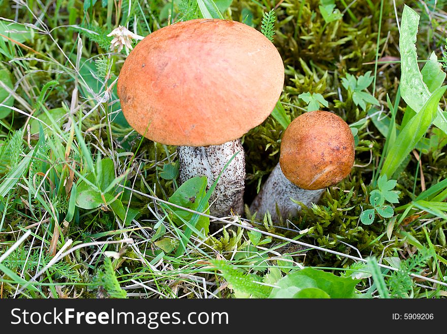 Close-up two orange-cup boletuses in forest