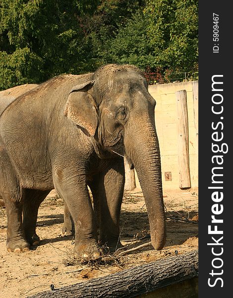 Elephant standing in the zoo Prague