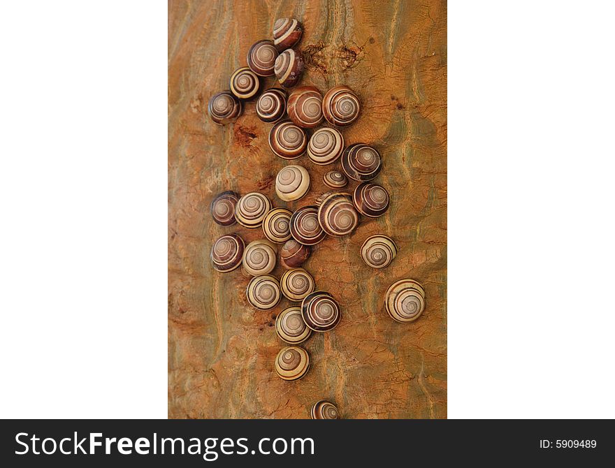 Bradybaena snails on tree, Indonesia. Bradybaena snails on tree, Indonesia