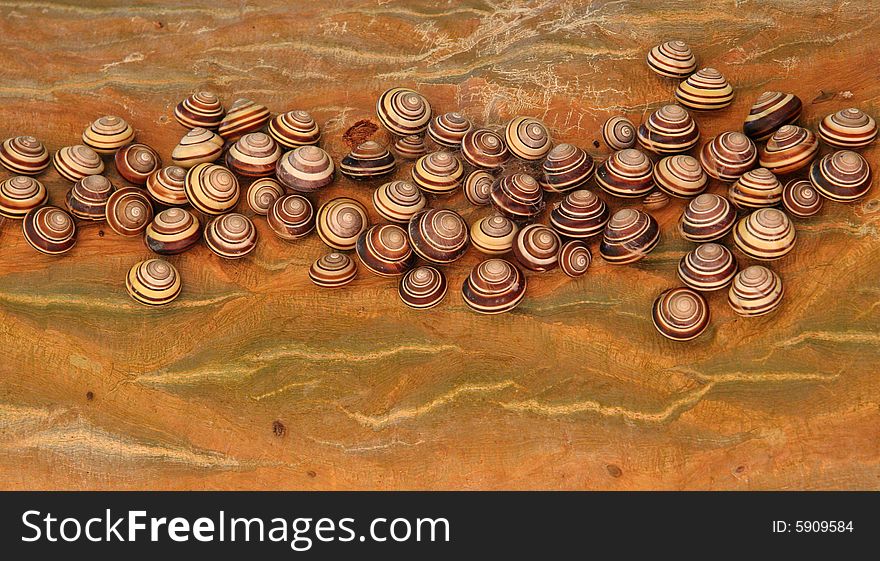 Bradybaena snails on tree, Indonesia. Bradybaena snails on tree, Indonesia