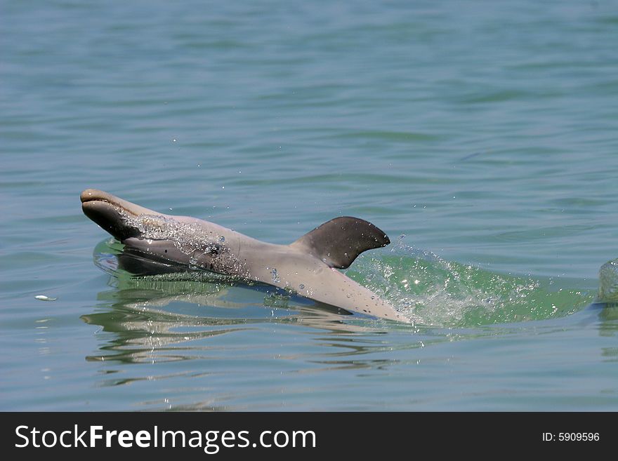 Dolphin, Monkey Mia beach, Western Australia