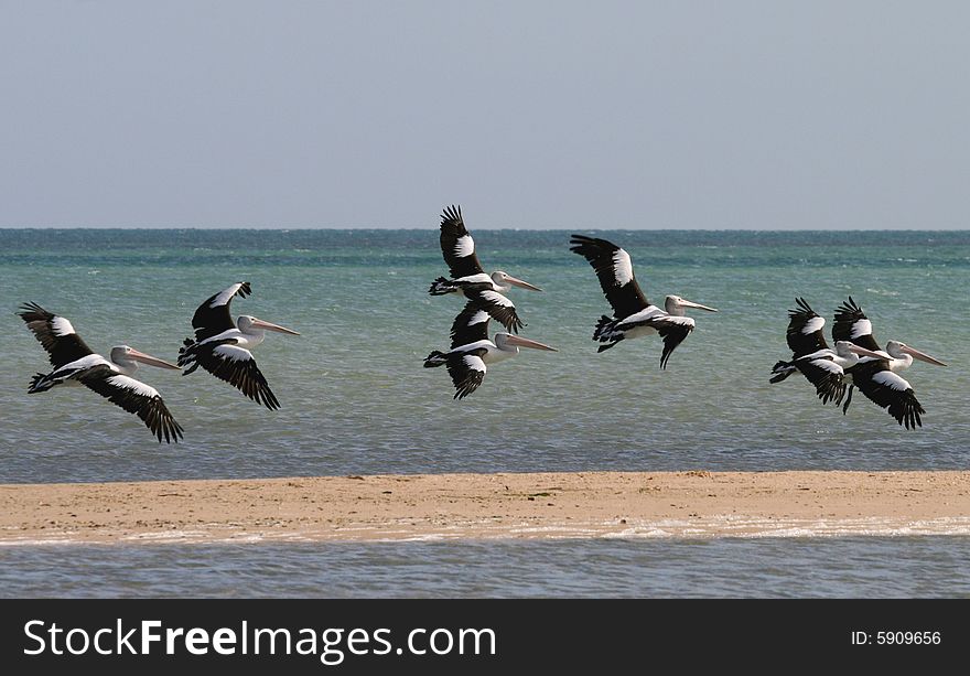 Pelicans, Monkey Mia beach