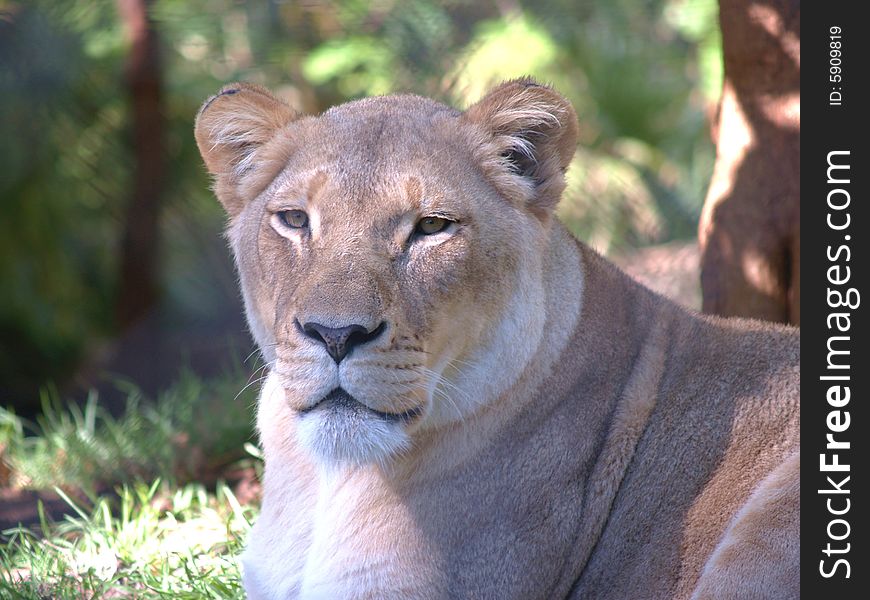 A female lion sits quietly in the sun. A female lion sits quietly in the sun.