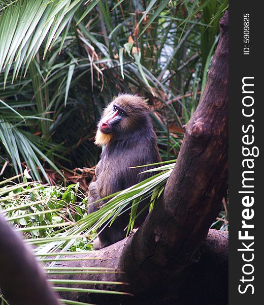 A mandrill sitting looking towards the camera.