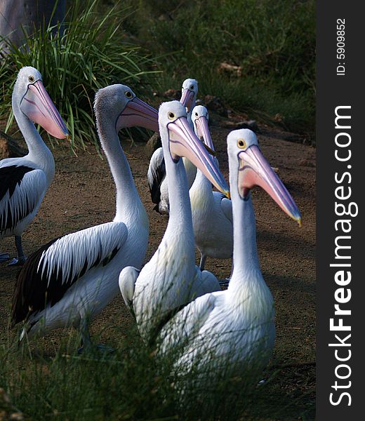 Pelican Commitee