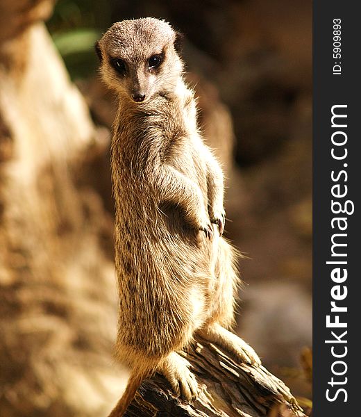 A meerkat sits posing for the camera. Cheeky little critter.........