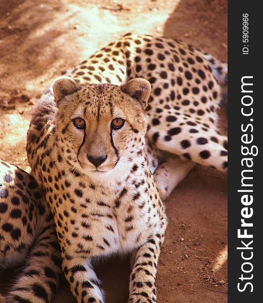 A cheetah stares past the camera at his potential prey.
