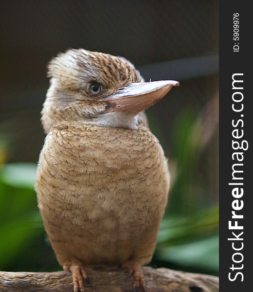 A kookaburra sits on a log.