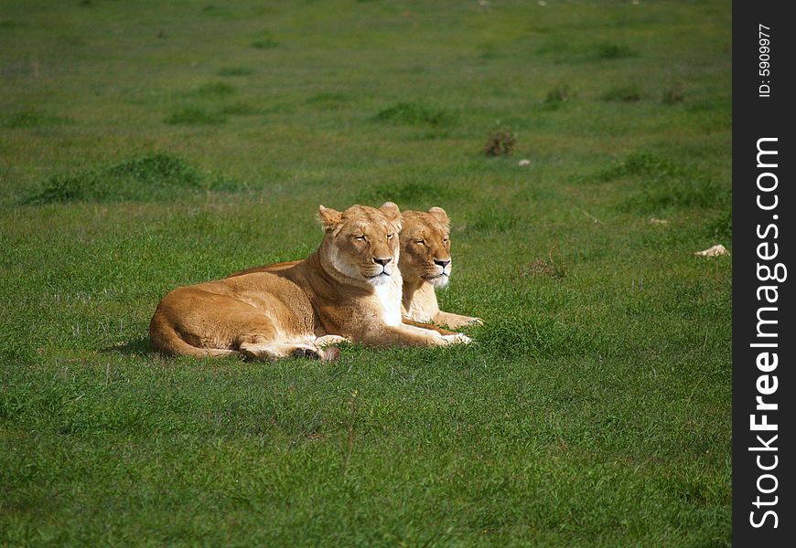 Two lions sit side by side in the warm winter sun at Monarto zoo, South Australia. Two lions sit side by side in the warm winter sun at Monarto zoo, South Australia.