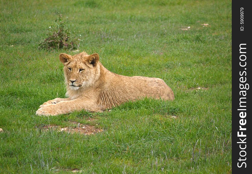 A lion cub sits in the grass....waiting for something to play with. Monarto zoo South Australia