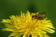 Fly On Flower Royalty Free Stock Photography