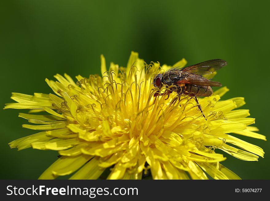 Fly on a yellow dandelion flower against a blurred green background. Fly on a yellow dandelion flower against a blurred green background