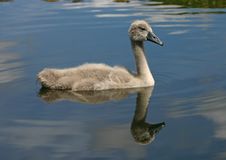 Swan Family Royalty Free Stock Image