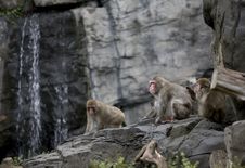 Monkeys Royalty Free Stock Images
