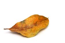 Withered Leaf Royalty Free Stock Photo