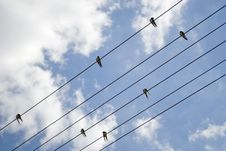 Birds On Electricity Line Stock Photography Birds On Electricity Line Stock Photography