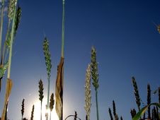 Sun Behind The Corn Stock Images Sun Behind The Corn Stock Images