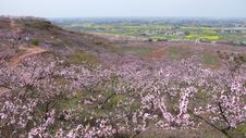 Vast Stretches Of Peach Blossom Stock Images