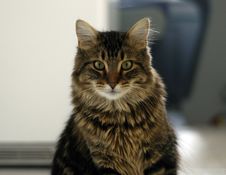 Serious Cat Stock Photo Serious Cat Stock Photo