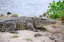 Free Alligator Stock Image - 5918291