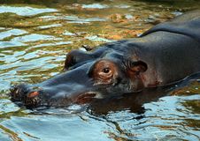 Hippopotamus Stock Images