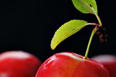 Cherry-plum. Royalty Free Stock Photography Cherry-plum. Royalty Free Stock Photography