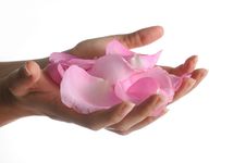 Hands Cupping Rose Petals Stock Photography