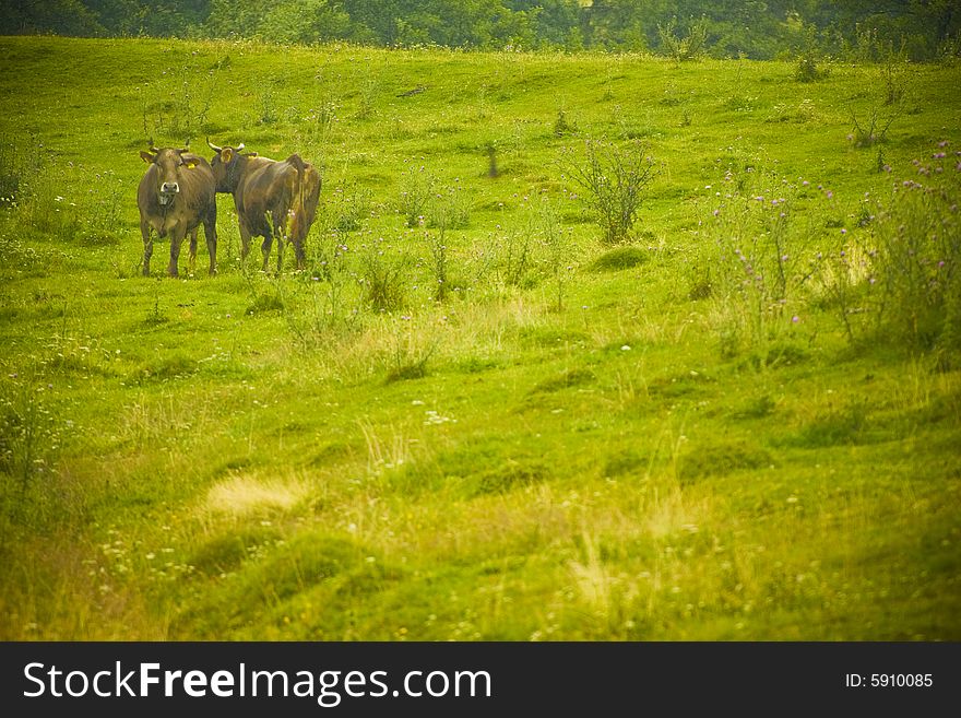 Couple of cows in a meadow