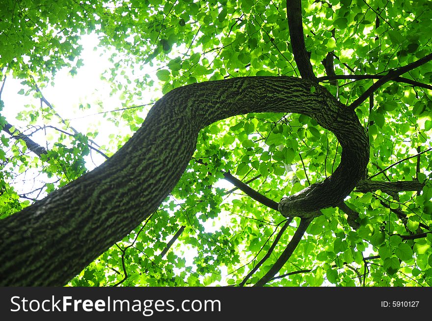 A curly tree in a forest