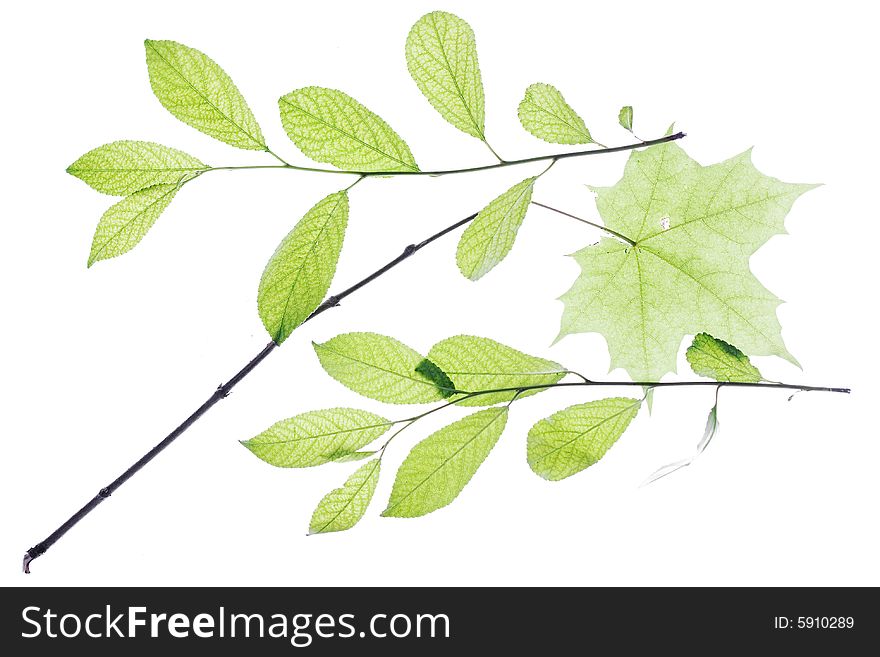 Leaves isolated on white background. Leaves isolated on white background