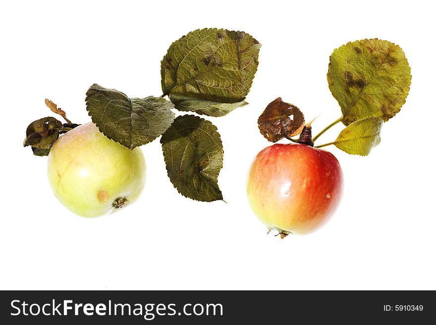 Wild apples on white background.