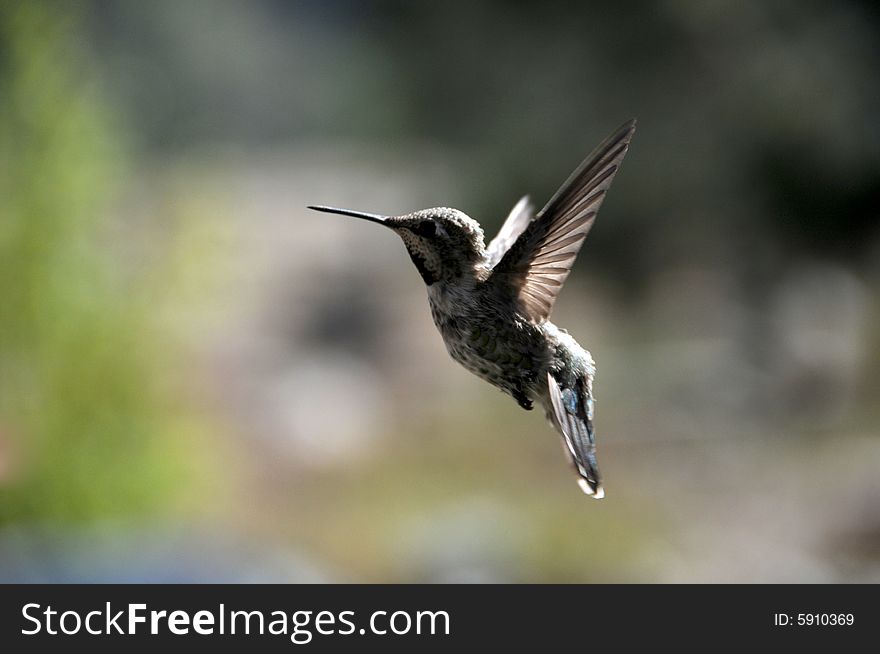 Hummingbird in flight in summer